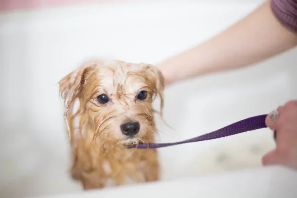 pet shampoo massager brush used to massage and clean a dog’s coat during bath time